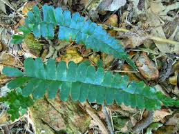 Image result for Asplenium normale
