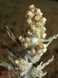 Image result for Gnaphalium polycaulon