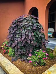 In east asian stock markets, red signifies a rise in stock prices, whereas it signifies a fall in north american markets. Ruby Falls Weeping Redbud Trees For Sale The Tree Center