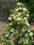 Image result for Syzygium owariense