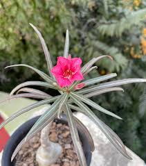 Image result for Ctenium somalense