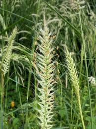 Image result for Anticharis senegalensis