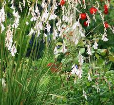 Image result for Dierama formosum