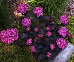 Image result for Hydrangea macrophylla