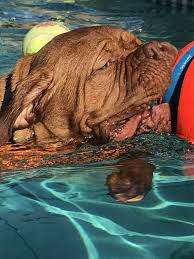 It is a very powerful dog, with a very muscular body yet retaining a harmonious general outline. My Little Fish Dogue De Bordeaux Bordeaux Dog Gorgeous Dogs French Mastiff