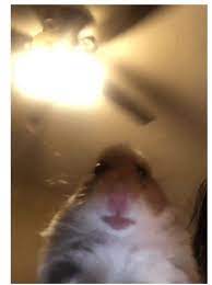 Hello, uhh i am just here to make hamster pfps! Hamster Meme Pfp With Crown Staring Hamster Image Gallery Sorted By Views Know Your Meme Made Myself A Pfp For Discord Discord Meme On Me Me This Is My Discord