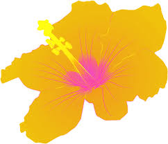 Hibiscus Flower Tropical Free Vector Graphic On Pixabay Download this tropical plant material, tropical clipart, tropical plants, plant vector png clipart image with transparent background or psd file for free. hibiscus flower tropical free vector