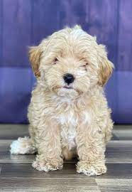 Get maltipoo puppies from us. Maltipoo Puppies For Sale Reasonable Adoption Rates