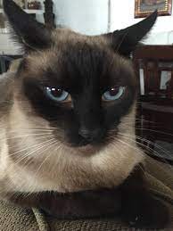 The Cat That Gave A Hickey On My Chin Cats Cute Animals Siamese Cats