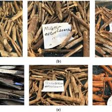 Image result for Hymenocardia ulmoides