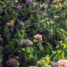 Image result for Clerodendrum buchneri