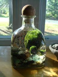 Giant Decanter Live Marimo Ball Zen Pet Terrarium 49 95 Via Etsy Marimo Moss Marimo Marimo Moss Ball