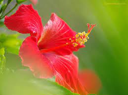 Flowers Wallpapers Hibiscus Flowers Wallpapers Hibiscus Flowers Hibiscus Flower Tea Hibiscus