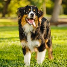 Image result for Recreation Pets Dogs Web Graphics