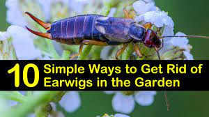 See full list on wikihow.com 10 Simple Ways To Get Rid Of Earwigs In The Garden