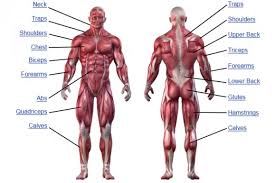 upper body muscle groups body