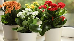 Image result for Kalanchoe