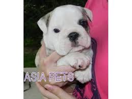 Please deal safely with breeders or dog owners at your own risk. Bulldog Puppies Price In Goa Bulldog Puppies For Sale In Goa Bulldog Puppies Labrador Puppies For Sale Puppies For Sale