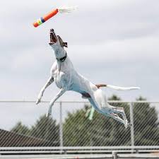 Video miss a prank ojol viral areavideolangka twitter. New Record Farthest Jump By A Guinness World Records Facebook