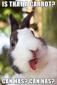 See more ideas about funny bunnies, bunny, funny animals. Funny Quotes About Bunnies Quotesgram