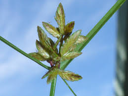 Image result for Pycreus flavescens