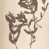 Image result for Thunbergia annua