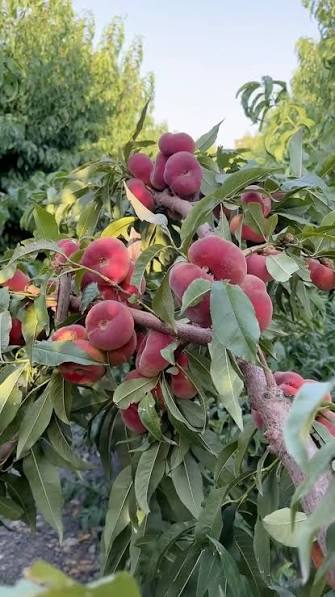 نهال هلو انجیری بلک