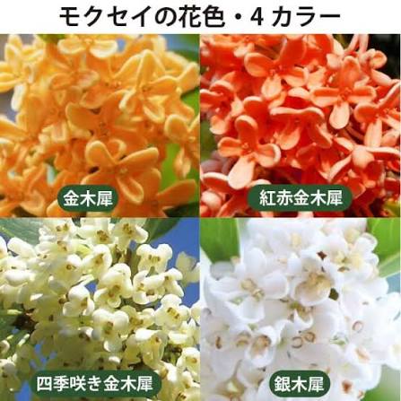 銀 木犀 金木犀 写真 金木犀 と 銀木犀 どう見分ける 香り・色・葉の違いを