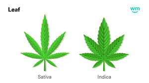 How to draw a pot weed leaf perfectly? Marijuana Leaf How To Read Weed Leaves For Indica Sativa Hybrid Weedmaps