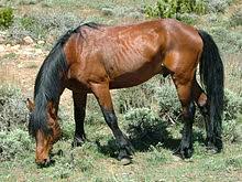 Weitere ideen zu mustang pferd, pferd, schöne pferde. Mustang Pferd Wikipedia