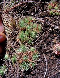 Image result for Psammotropha myriantha