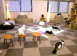 A 10 minute walk away from shibuya station. Tokyo Nekorobi Cat Cafe Japan Experience Com