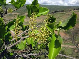 Image result for Embelia schimperi