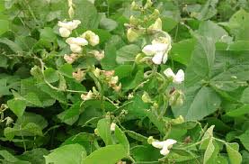 Image result for Lablab