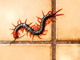 Lacraias podem ferir ou matar humanos? Saiba quão venenosas elas são