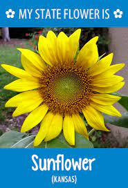 Hometalk State Flowers Kansas State Flower Landscaping Programs State Of Kansas