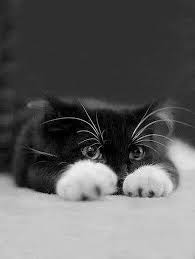 Black And White Kitty Pictures Black And White Kitten Cats Black White Kittens Cute Animals