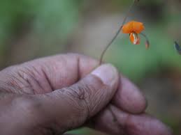 Image result for Hylodesmum repandum