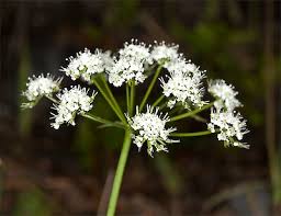 Image result for Gnidia goetzeana