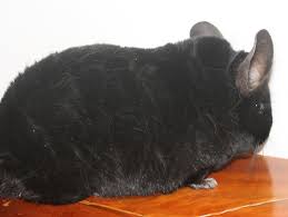 Great news!!!you're in the right place for chinchilla pet. Stratton S Chinchillas Home Facebook
