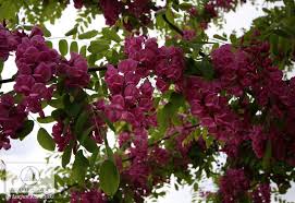 And a spread of 32ft. Robinia Pseudoacacia Purple Robe Robinia Akacjowa Purple Robe