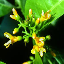 Image result for Linaceae