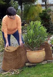 Oleander Garten Garten Pflanzen Und Pflegeleichter Garten
