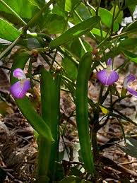 Image result for Canavalia