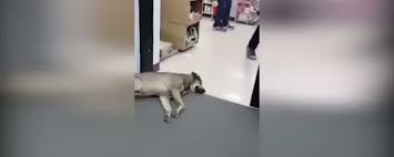 Komik Eglenceli Bebek Kedi Videolari Izle
