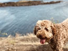 The lagotto romagnolo is a working dog and is used for sniffing truffles. Lagotto Romagnolo Grooming Guide With Pictures Of Haircut Styles