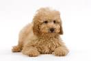 Red and Apricot Moyen Poodle Puppies for Sale