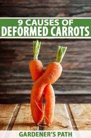 9 Causes Of Deformed Carrots How To Identify And Prevent Them