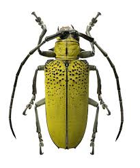 Black And Yellow Longhorn Beetle Supplies For Your Artworks Dried Insects Lot Of 3 Beetles Celosterna Sulphurea Longhorn Beetle 40mm Unmounted Aa Fre With Images Insects Prints Longhorn Beetle