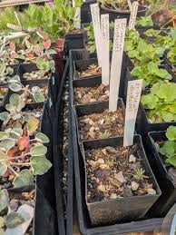 Image result for Eriosema robinsonii